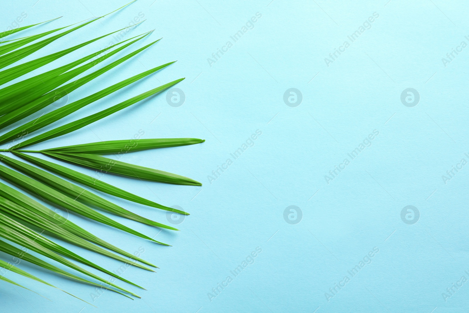 Photo of Beautiful tropical Sago palm leaf on color background, top view