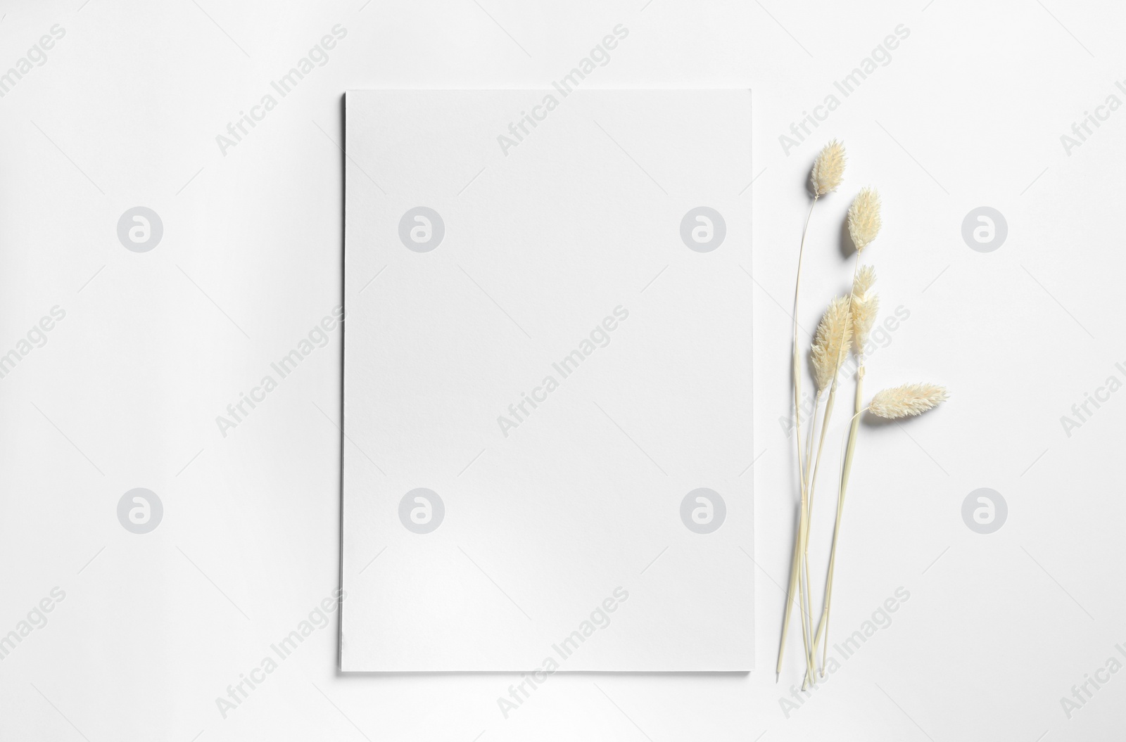 Photo of Empty sheet of paper and dry decorative spikes on white background, flat lay. Mockup for design