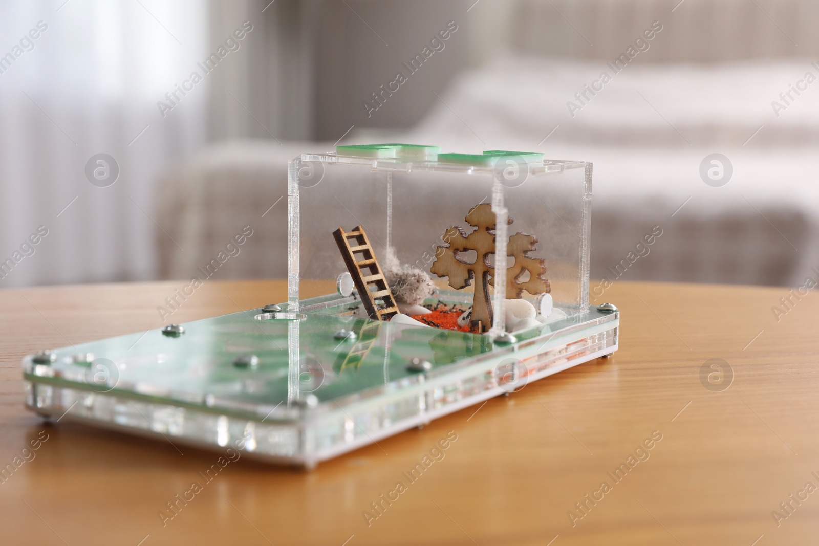 Photo of Ant farm (formicarium) on wooden table. Myrmecology