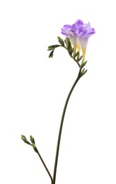 Beautiful violet freesia flower isolated on white