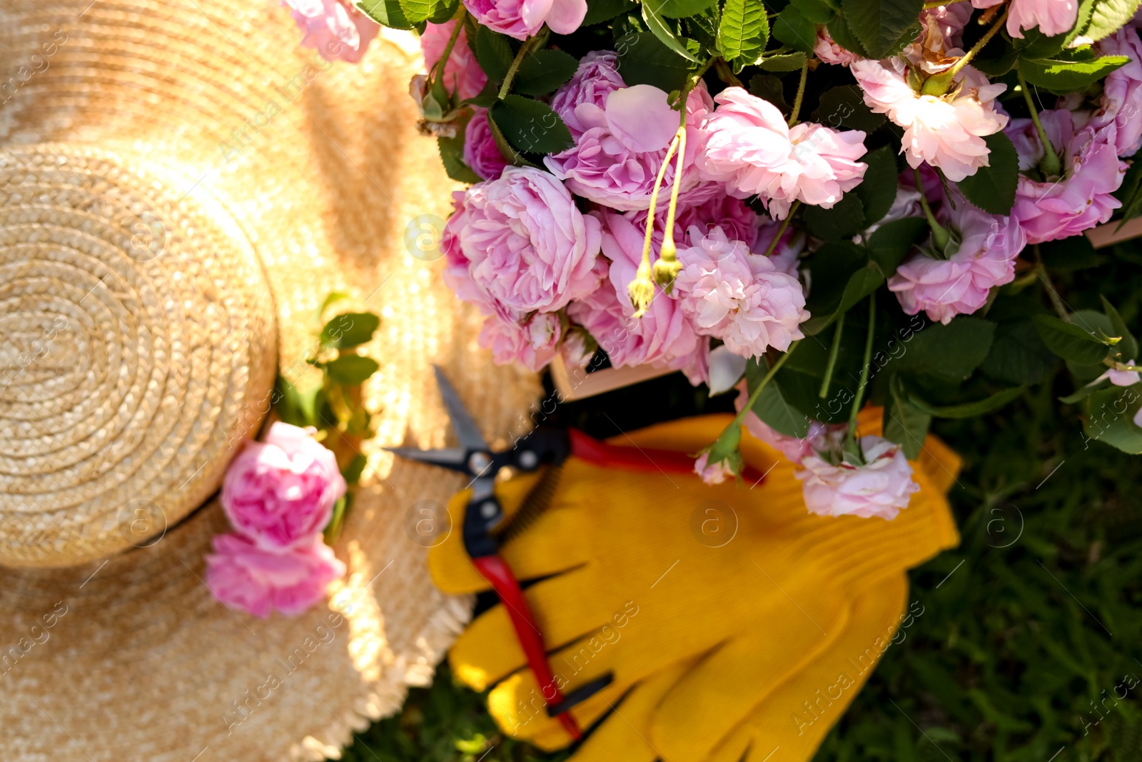 Photo of Top view of straw hat, pruner, gloves and beautiful tea roses outdoors, focus on flowers