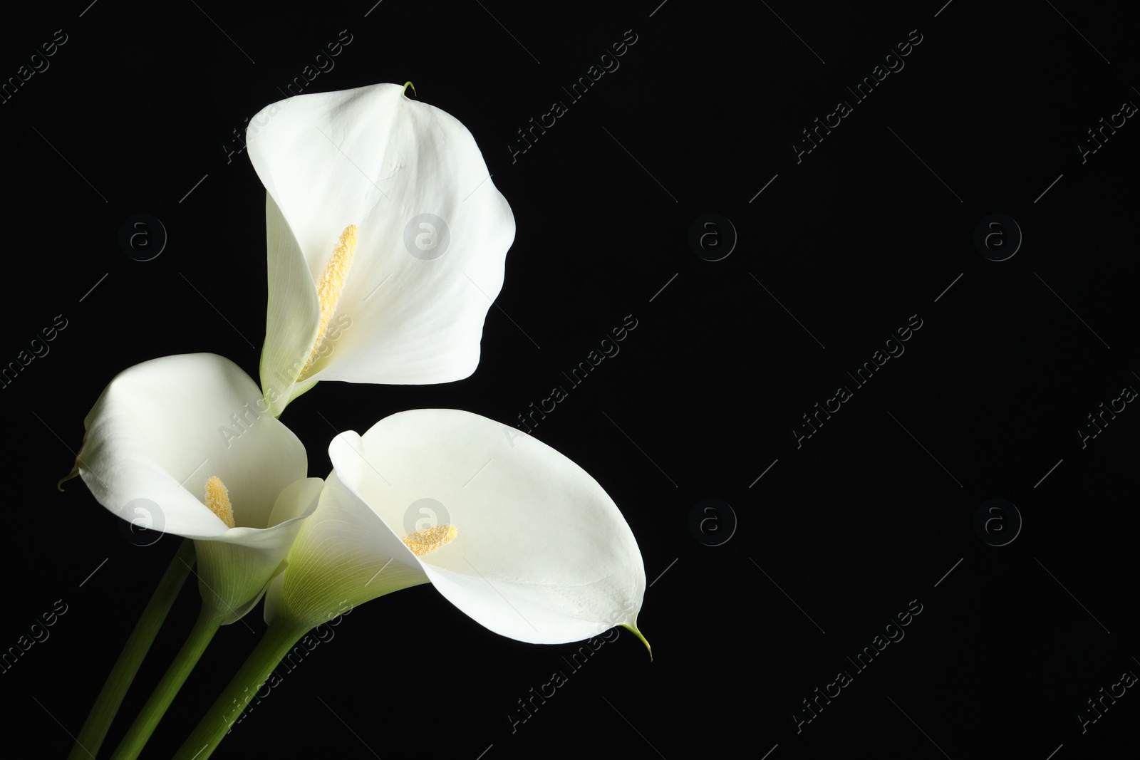 Photo of Beautiful calla lily flowers on black background. Space for text