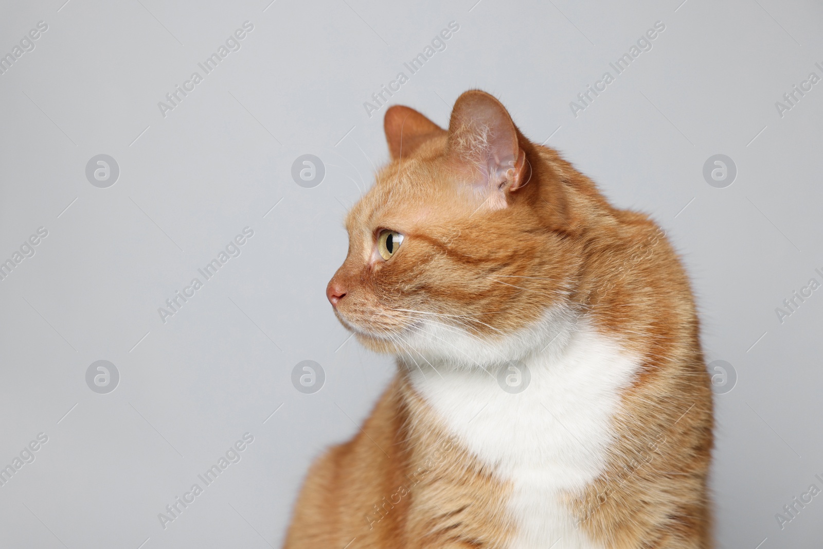 Photo of Cute ginger cat on light grey background. Adorable pet