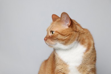 Photo of Cute ginger cat on light grey background. Adorable pet