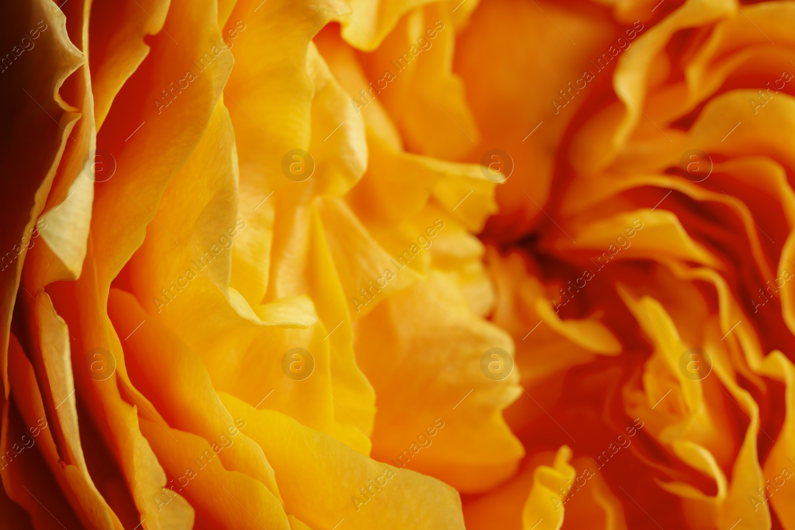 Photo of Closeup view of beautiful blooming rose as background. Floral decor