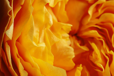 Closeup view of beautiful blooming rose as background. Floral decor
