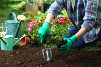 Woman transplanting beautiful pink vinca flower into soil in garden, closeup