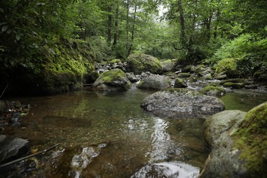 Picturesque view of mountain river, stones and green plants in forest