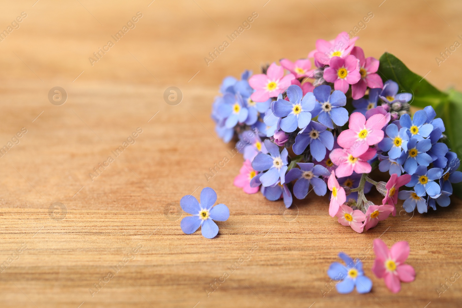 Photo of Beautiful fresh Forget-me-not flowers on wooden table