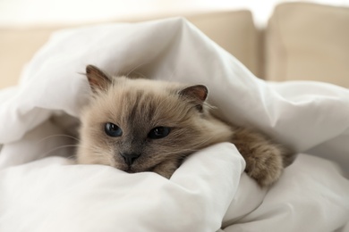 Photo of Adorable Birman cat under blanket at home