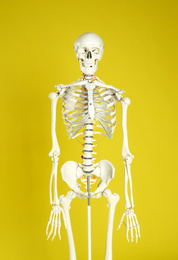 Photo of Artificial human skeleton model on yellow background