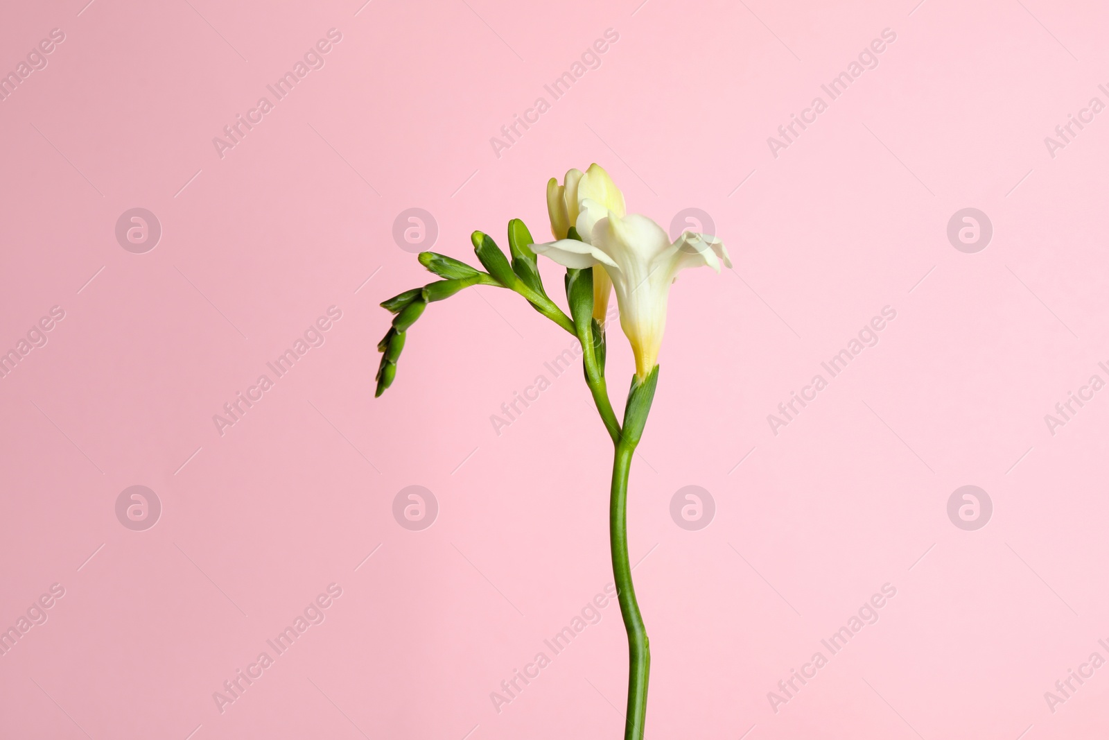 Photo of Beautiful freesia flowers on light pink background