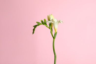 Beautiful freesia flowers on light pink background