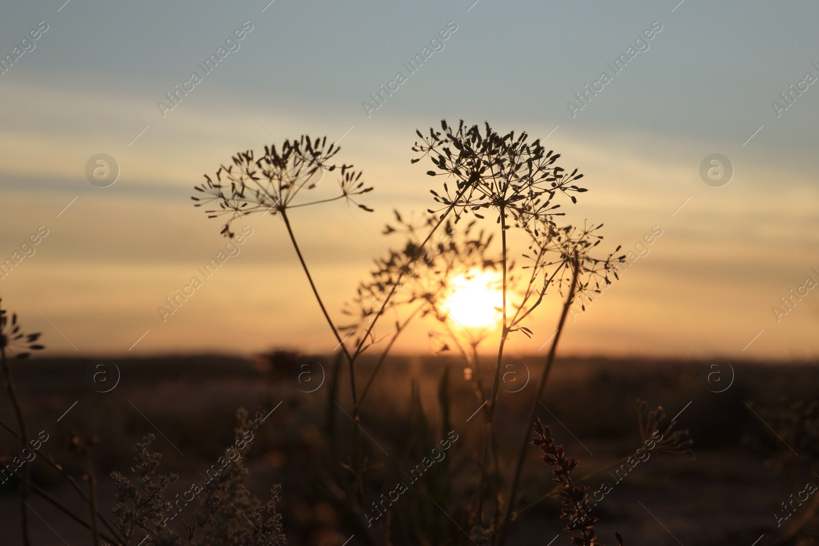 Photo of Beautiful wild flowers in field at sunrise. Early morning landscape