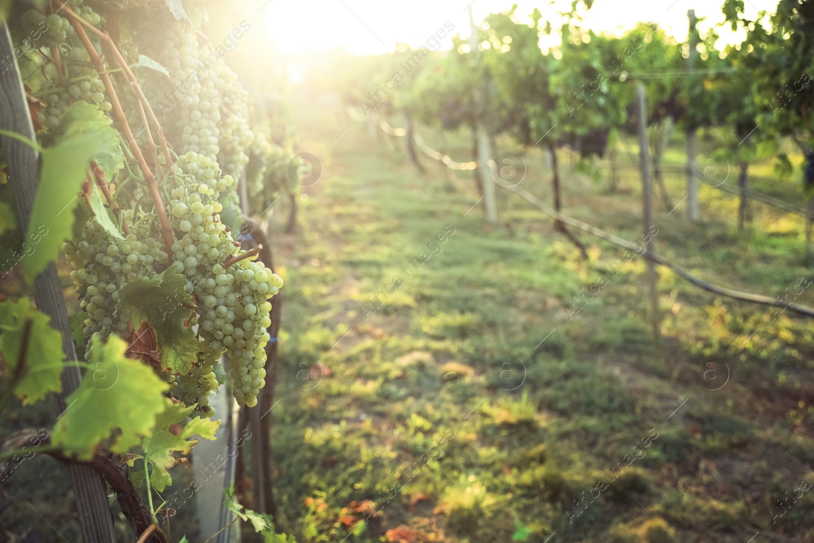 Photo of Delicious ripe grapes in vineyard. Harvest season