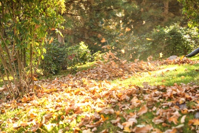 Photo of Removing autumn leaves with blower from lawn in park