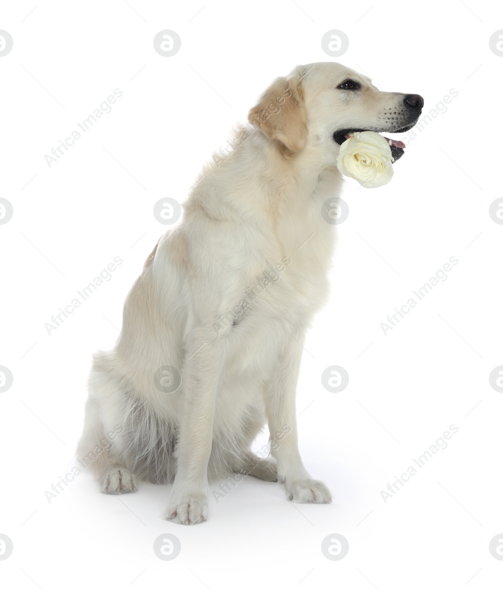 Photo of Cute Labrador Retriever with beautiful rose flower on white background