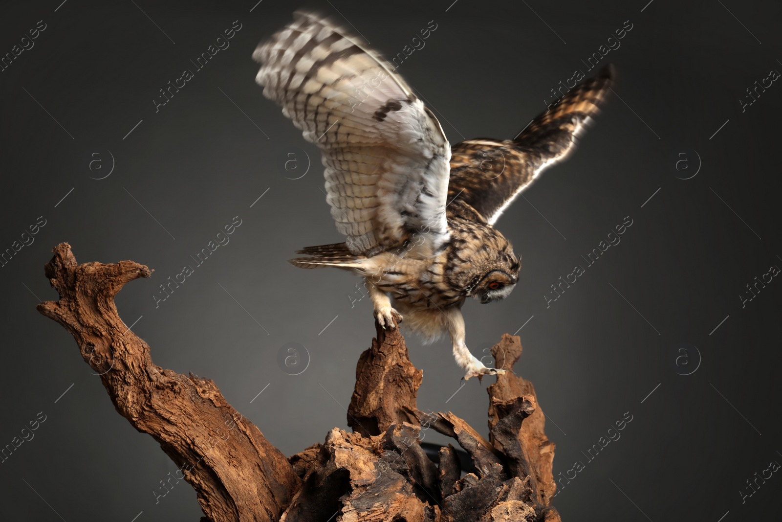 Photo of Beautiful eagle owl on tree against grey background. Predatory bird