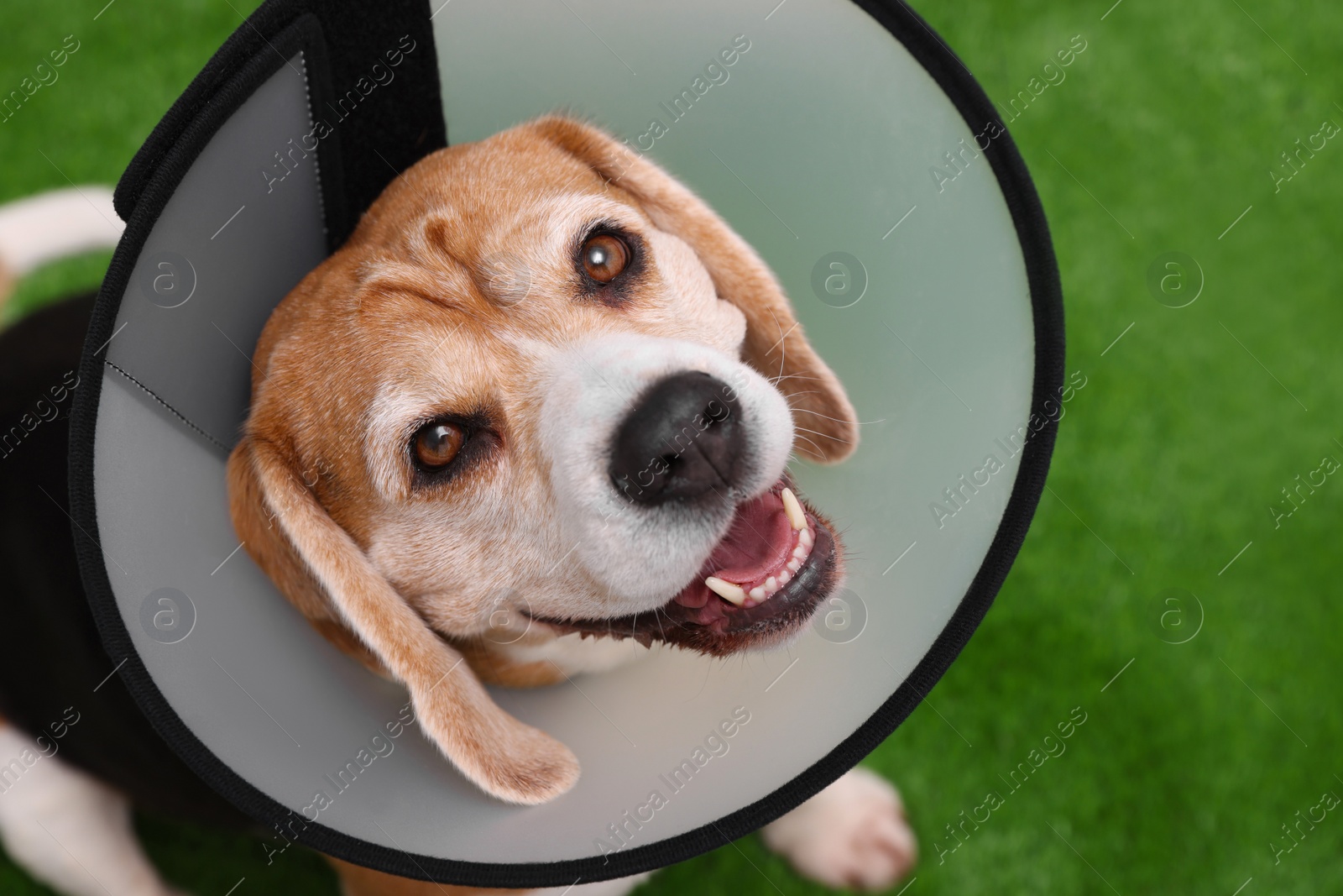 Photo of Adorable Beagle dog wearing medical plastic collar on green background, above view