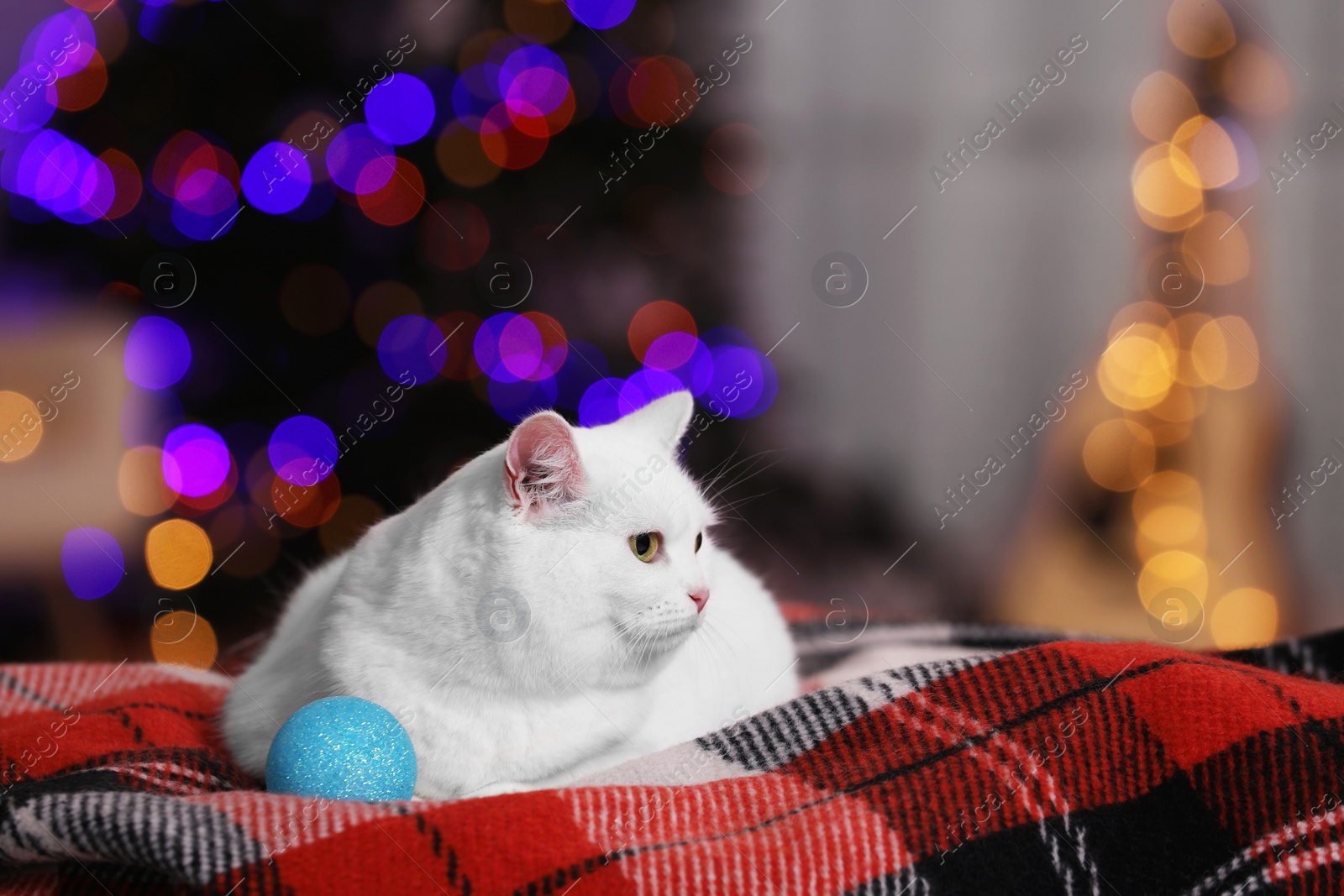 Photo of Christmas atmosphere. Adorable cat with bauble resting on blanket indoors. Space for text