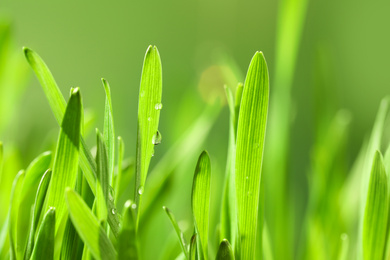 Photo of Green lush grass with water drops on blurred background, closeup