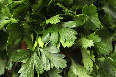 Closeup view of fresh green parsley leaves
