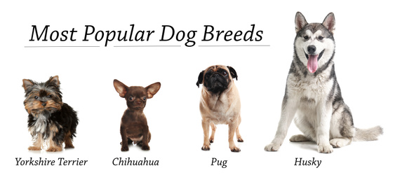 Image of Set of different adorable dogs on white background. Most popular breeds. Banner design 