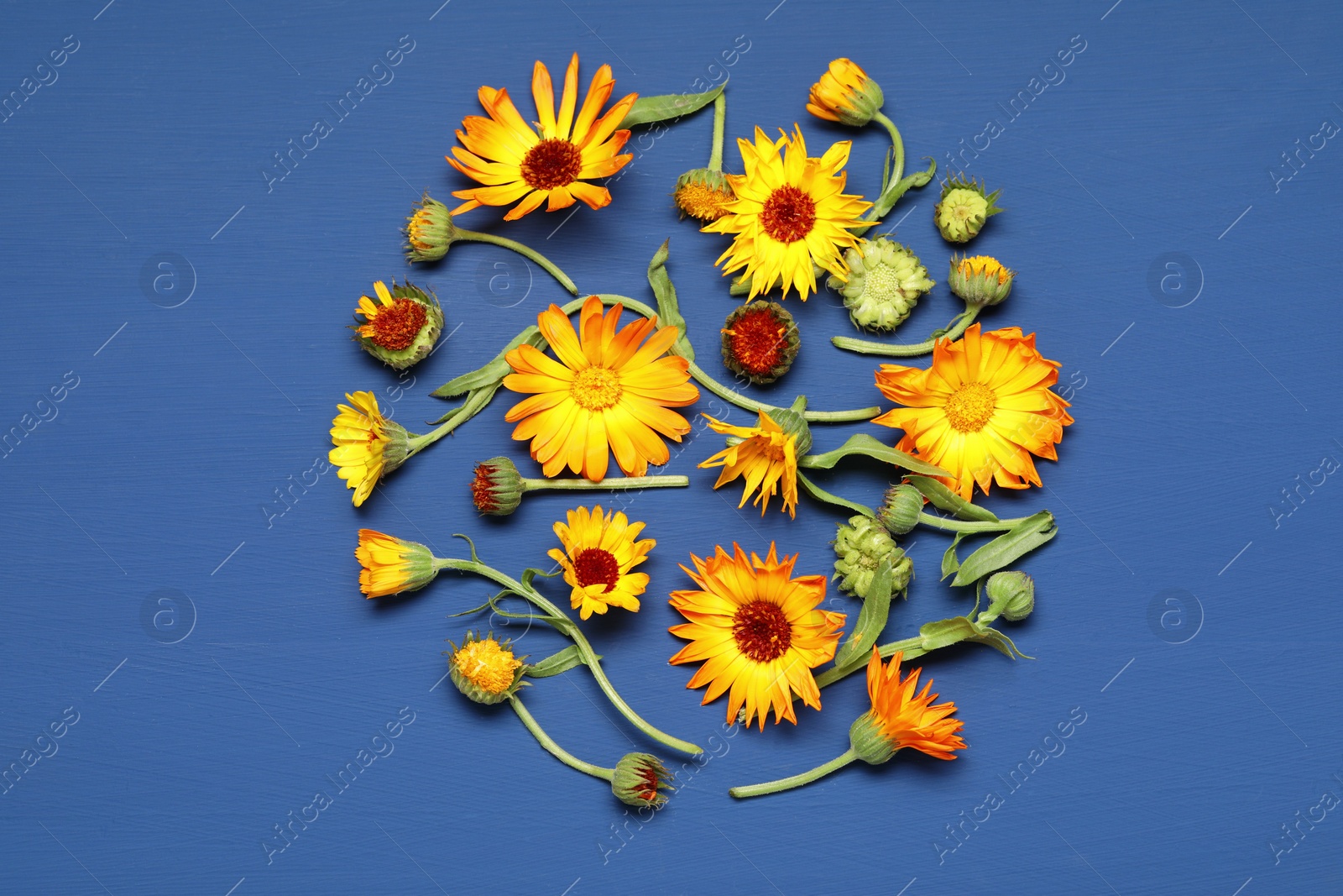 Photo of Fresh calendula flowers on blue wooden table, flat lay