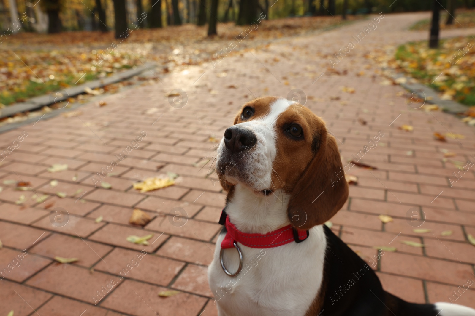 Photo of Adorable Beagle dog in stylish collar in autumn park