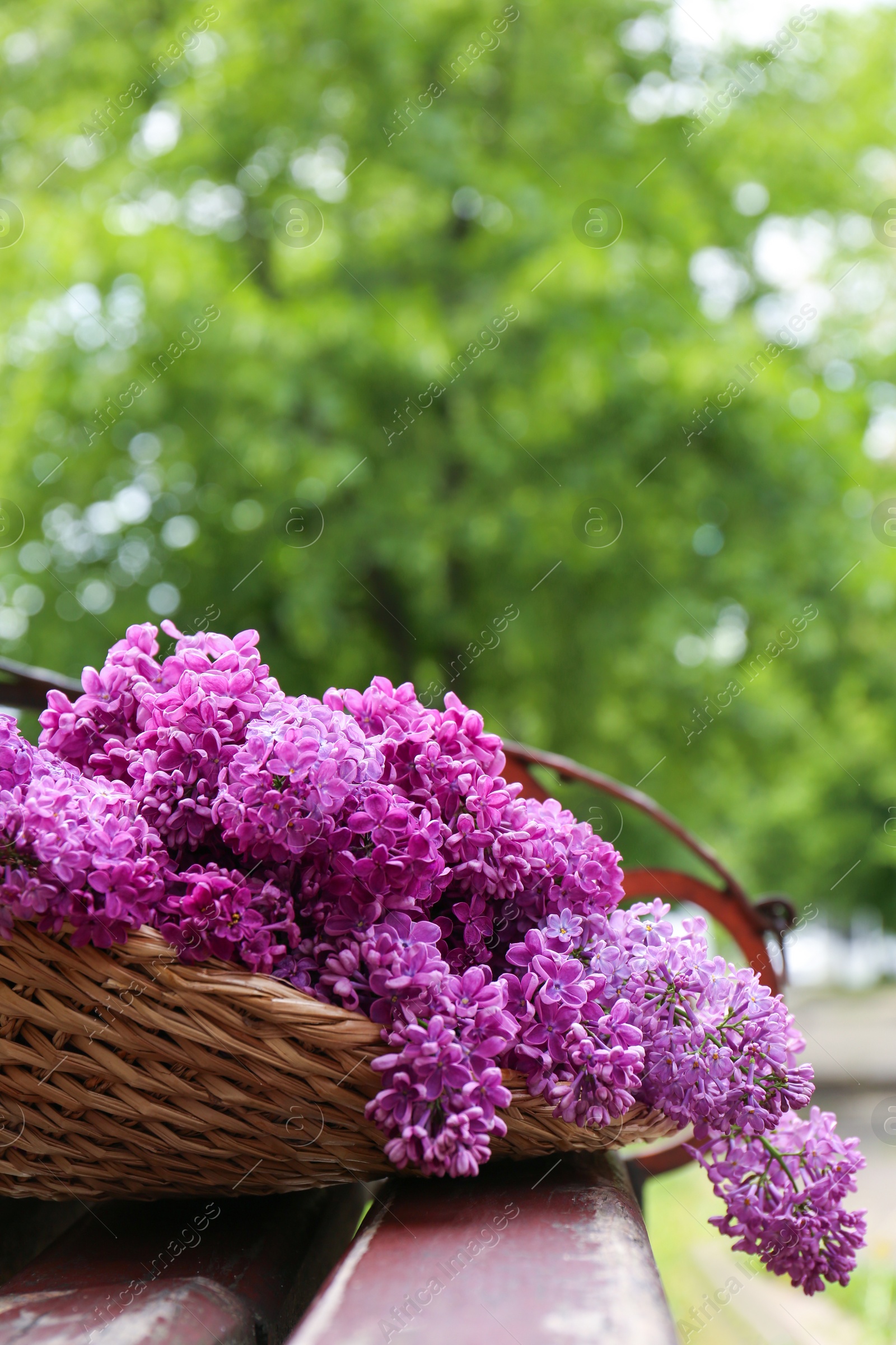 Photo of Beautiful lilac flowers in wicker basket on wooden bench outdoors, closeup. Space for text