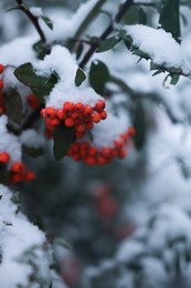 Photo of Berries on rowan tree branch covered with snow outdoors