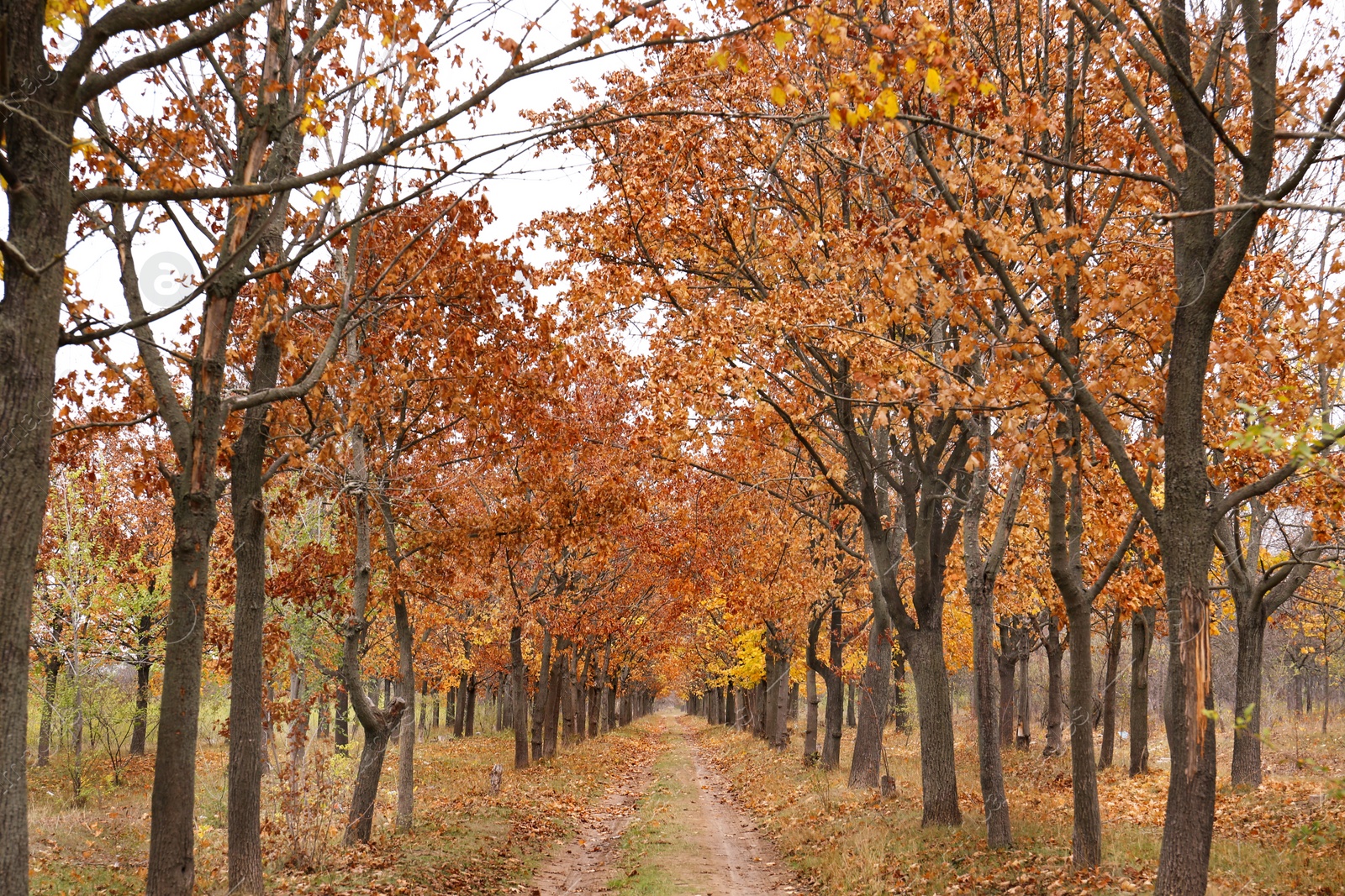 Photo of Beautiful view of park with trees and road on autumn day