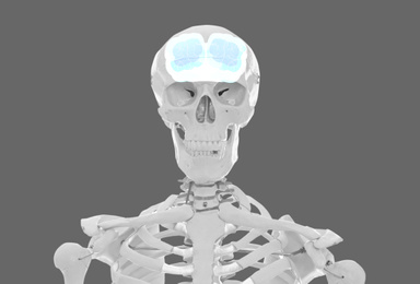 Artificial human skeleton model on grey background. Medical scan of brain 