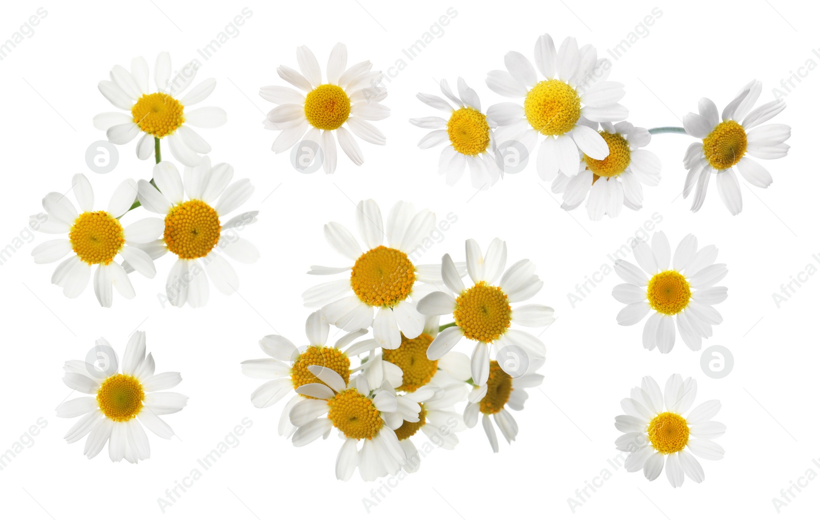 Image of Set of beautiful chamomile flowers on white background 