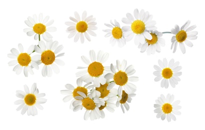 Image of Set of beautiful chamomile flowers on white background 