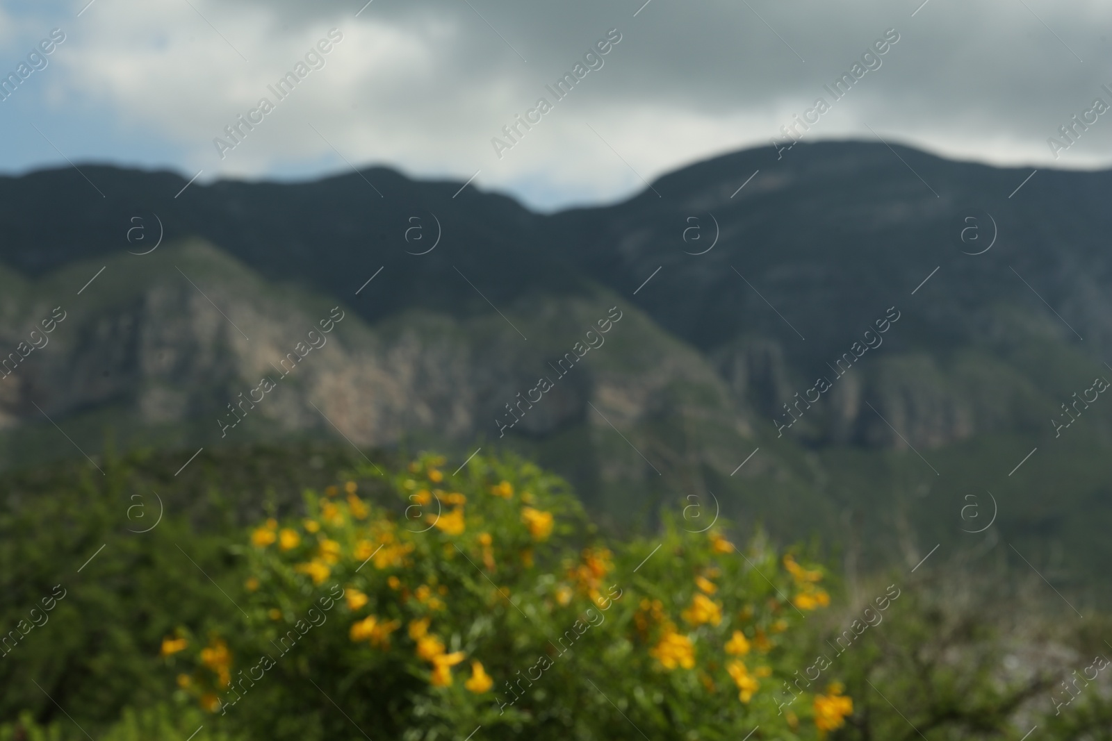 Photo of Beautiful mountains, flowers and plants under cloudy sky, blurred view