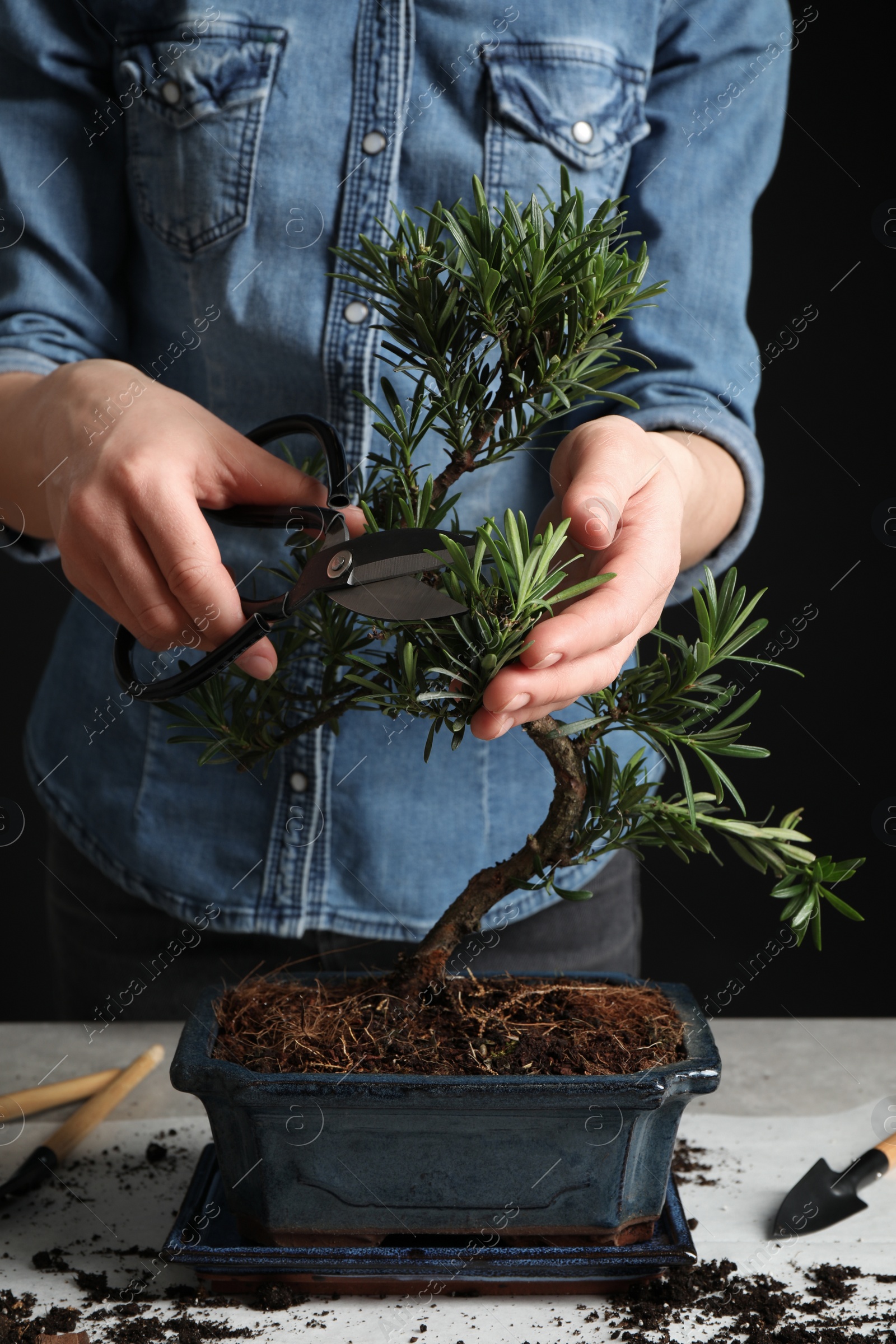 Photo of Woman trimming Japanese bonsai plant, closeup. Creating zen atmosphere at home