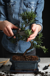 Woman trimming Japanese bonsai plant, closeup. Creating zen atmosphere at home