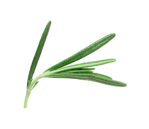 Photo of Sprig of fresh rosemary isolated on white