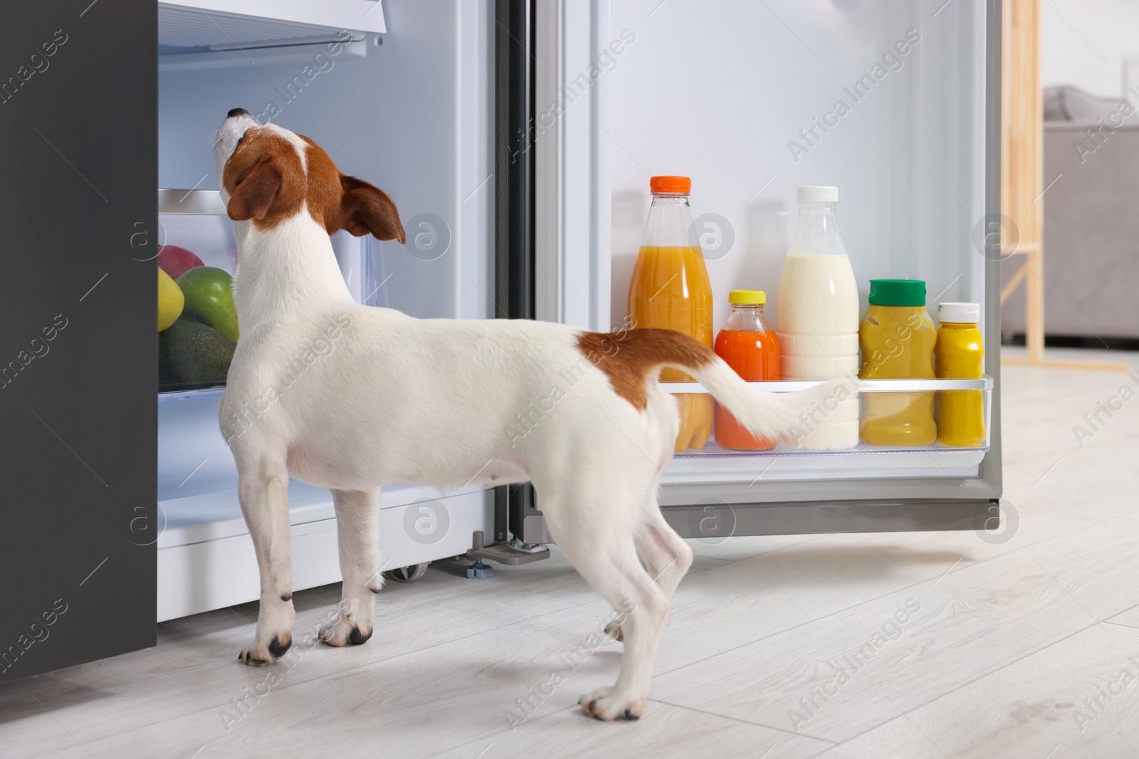 Photo of Beautiful Jack Russell Terrier seeking food in refrigerator indoors