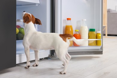 Photo of Beautiful Jack Russell Terrier seeking food in refrigerator indoors