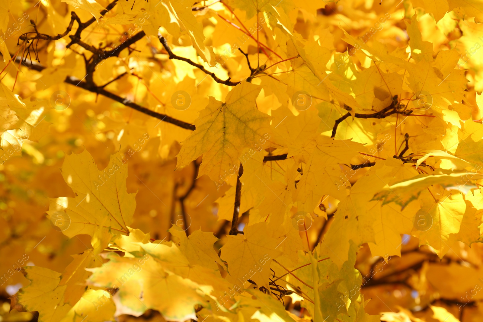 Photo of Beautiful tree with golden leaves outdoors, closeup. Autumn season