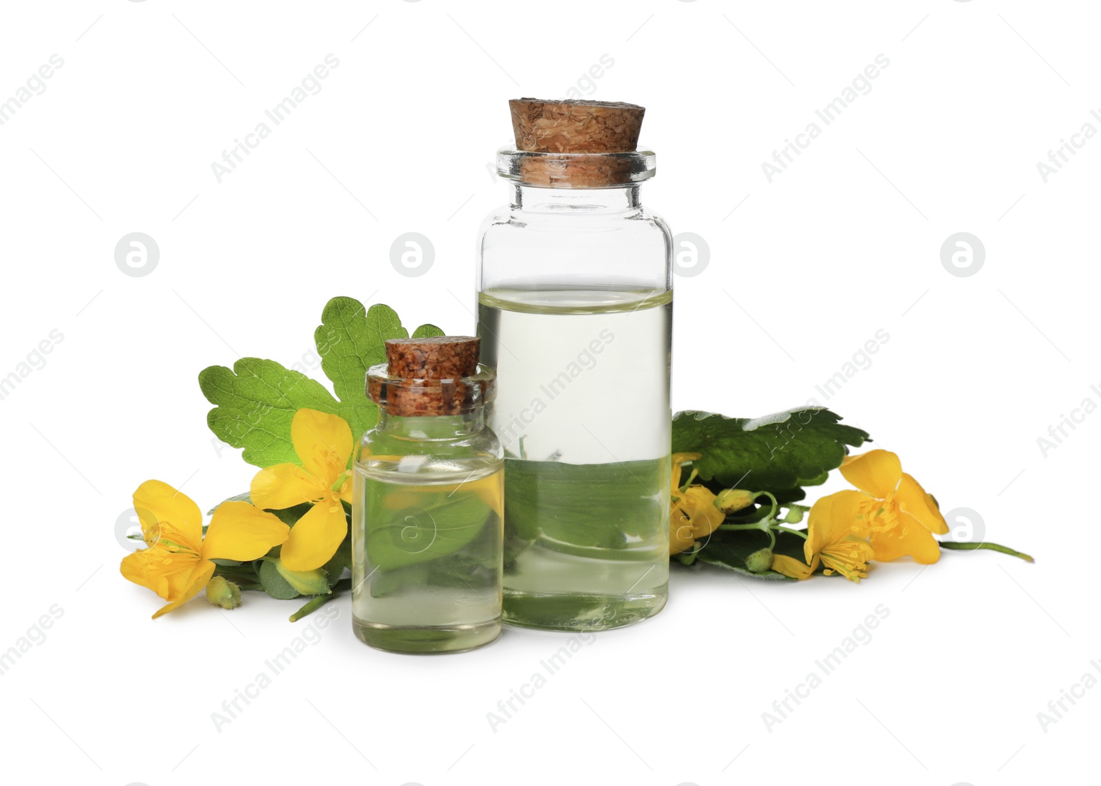 Photo of Bottles of essential oil and celandine on white background