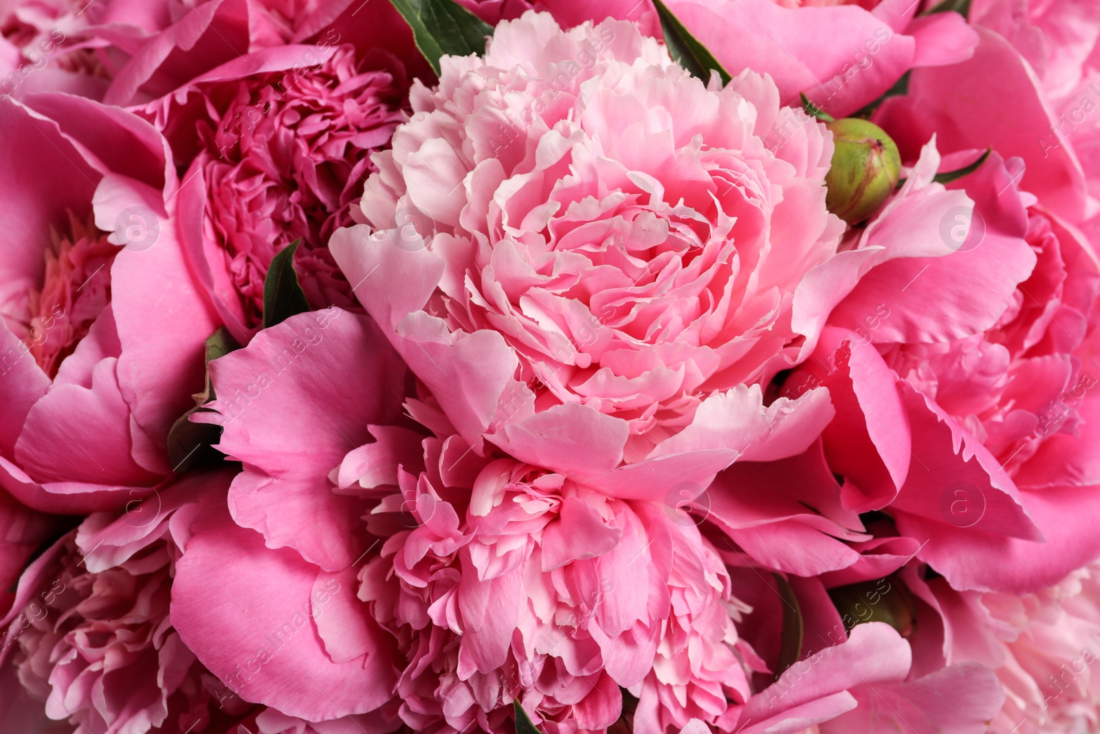 Photo of Fragrant peonies as background, closeup view. Beautiful spring flowers