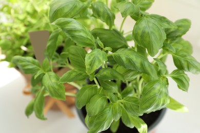 Photo of Fresh potted basil and other herbs on windowsill indoors, closeup