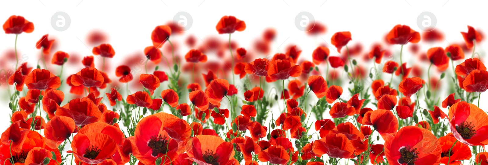 Image of Beautiful red poppy flowers on white background. Banner design