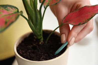 Photo of Woman putting fertilizing stick into pot with house plant on blurred background, closeup
