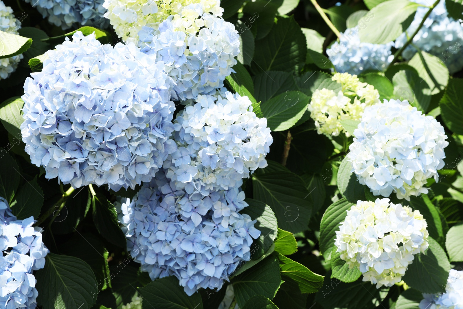 Photo of Beautiful hortensia flowers growing in park on sunny day, closeup