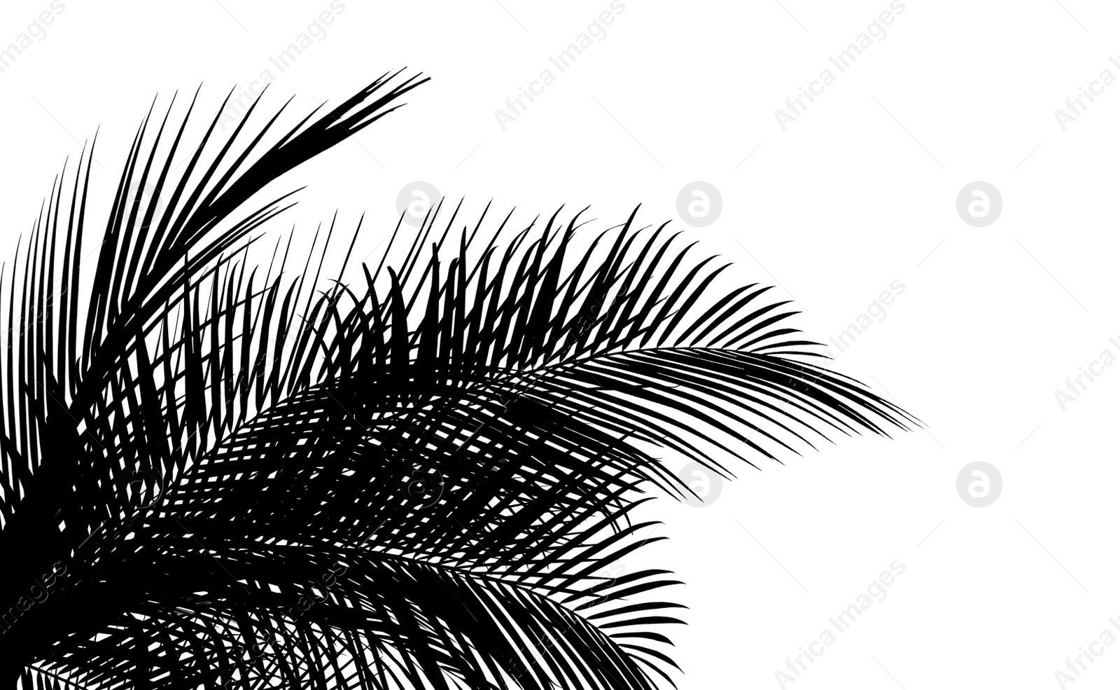 Image of Silhouette of beautiful palm leaves on white background