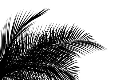 Silhouette of beautiful palm leaves on white background